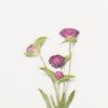 Appree Korea - Pressed Flower Stickers - Globe Amaranth