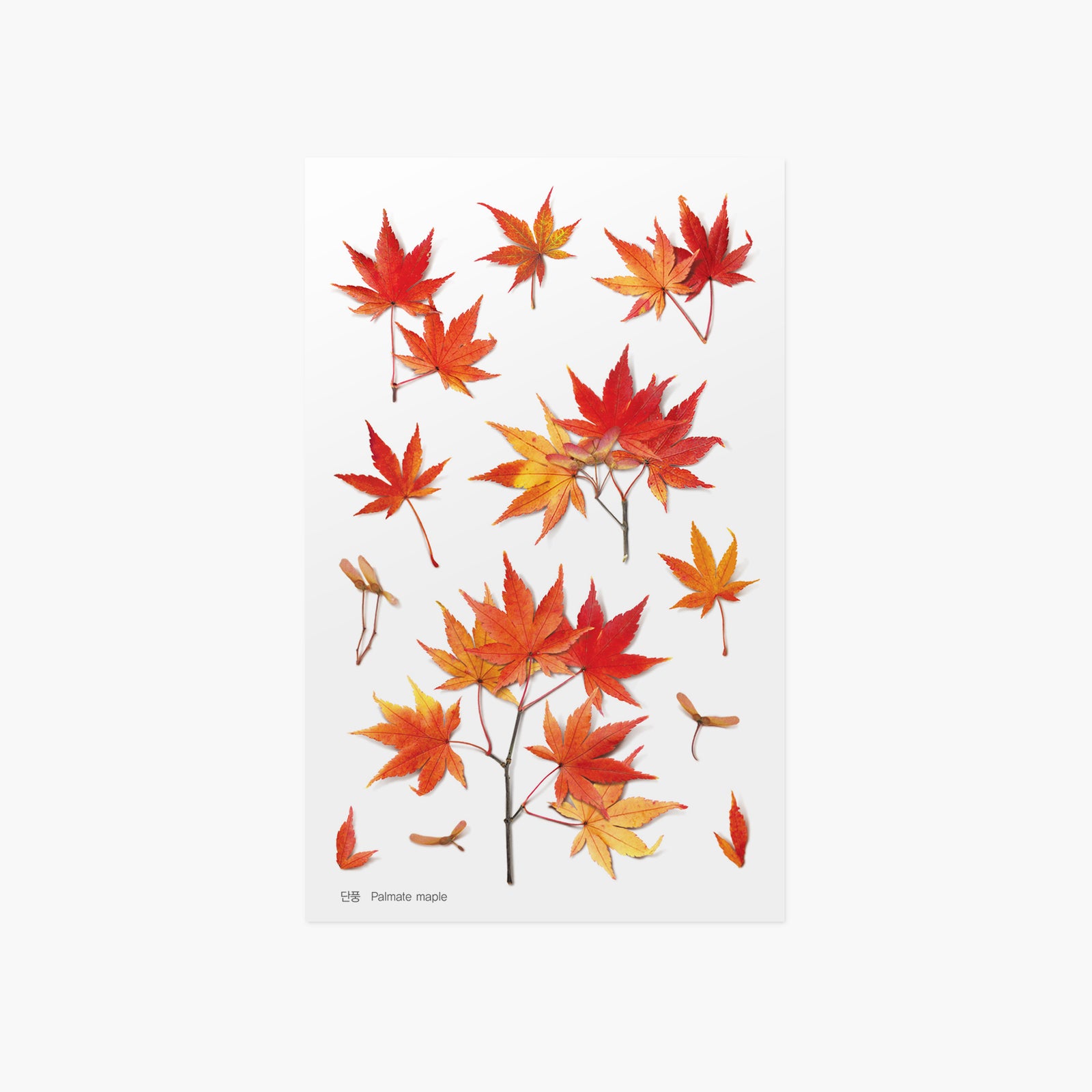 Appree Korea - Pressed Flower Stickers - Red Maple Leaves