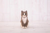 Hamanaka Realistic Needle Felting Kit - Brown Tabby Cat (English)