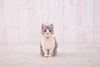Hamanaka Realistic Needle Felting Kit - Grey Tabby Cat (English)