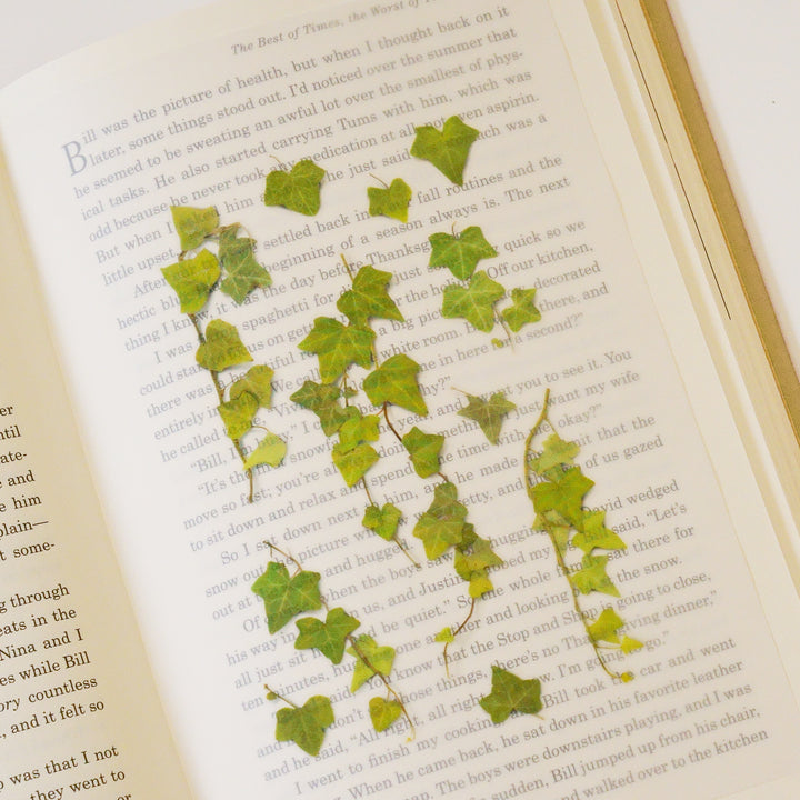Appree Korea - Pressed Flower Stickers - Ivy