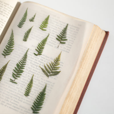 Appree Korea - Pressed Flower Stickers - Bracken