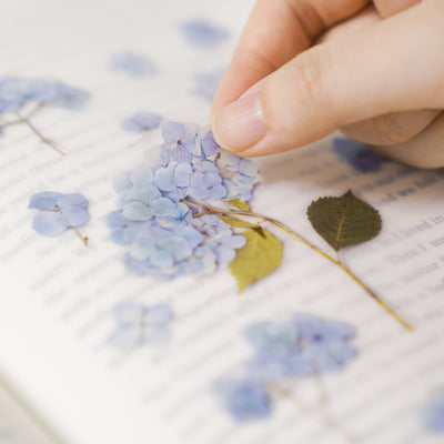 Appree Korea - Pressed Flower Stickers - Hydrangea