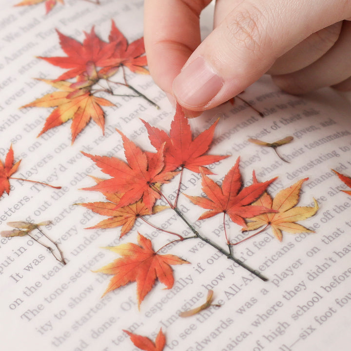 Appree Korea - Pressed Flower Stickers - Red Maple Leaves