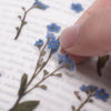 Appree Korea - Pressed Flower Stickers - Forget-me-not