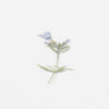 Appree Korea - Pressed Flower Stickers - Moss Phlox