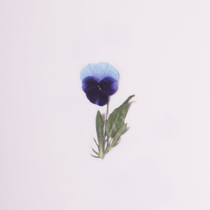Appree Korea - Pressed Flower Stickers - Pansy