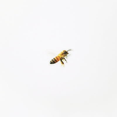 Appree Korea - Nature Stickers - Honeybee