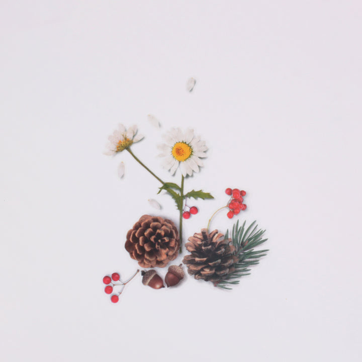 Appree Korea - Nature Stickers - Pine