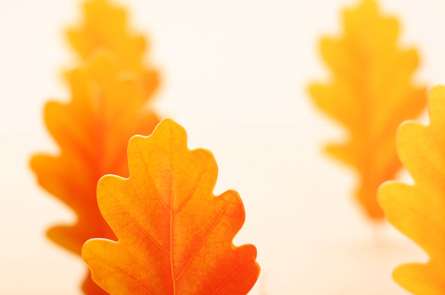 Appree Korea - Bookmark Pen - Autumn Oak Leaf