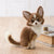 Hamanaka Needle Felting Kit - Realistic Chihuahua (English)