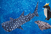 Marumo Origami Kit - Whale Shark, Ringed Seal, Rockhopper Penguin