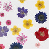 Pressed Flower Pack - Mixed Colours