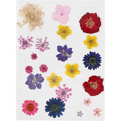 Pressed Flower Pack - Mixed Colours