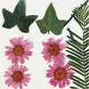 Pressed Flower & Leaves Pack - Pink