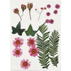 Pressed Flower & Leaves Pack - Pink