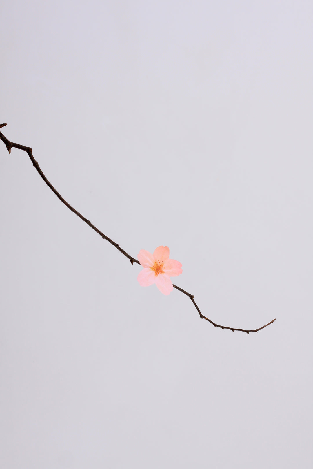 Appree Korea - Sticky Notes - Pink Cherry Blossom (Large Pack)