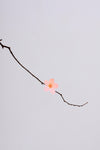 Appree Korea - Sticky Notes - Pink Cherry Blossom (Large Pack)