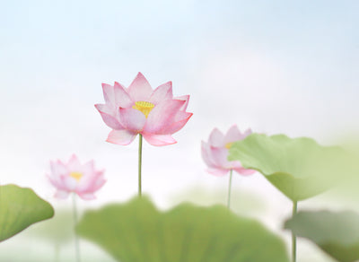 Appree Korea - Sticky Notes - Pink Lotus Flower (Large Pack)