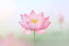 Appree Korea - Sticky Notes - Pink Lotus Flower (Large Pack)