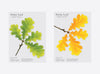 Appree Korea - Sticky Notes - Autumn Oak (Large Pack)
