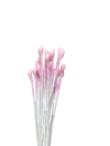 Paper Flower Stamens - Pink - Pack of 24