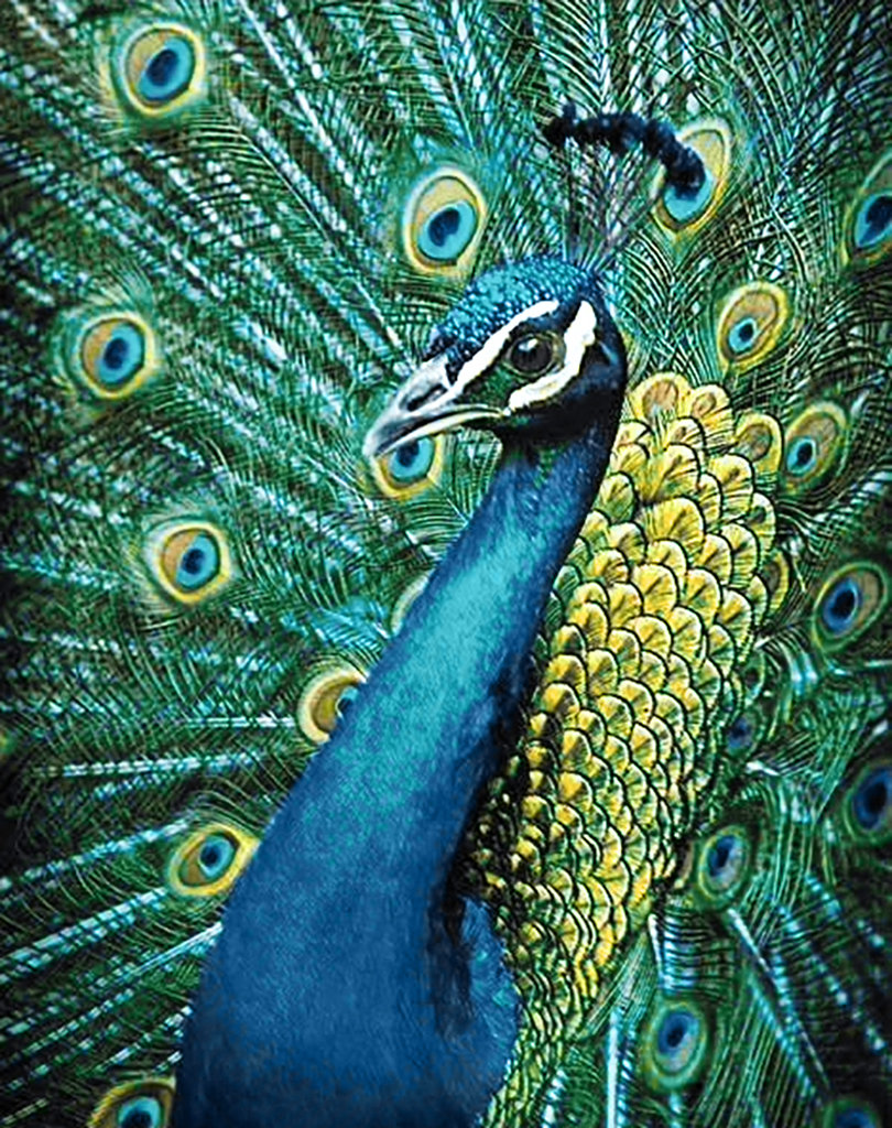 Wizardi Diamond Painting Kit - Peacock