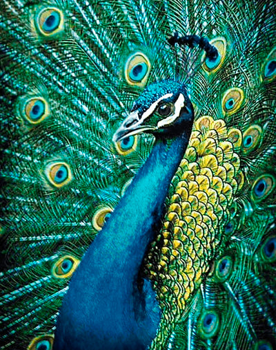 Wizardi Diamond Painting Kit - Peacock