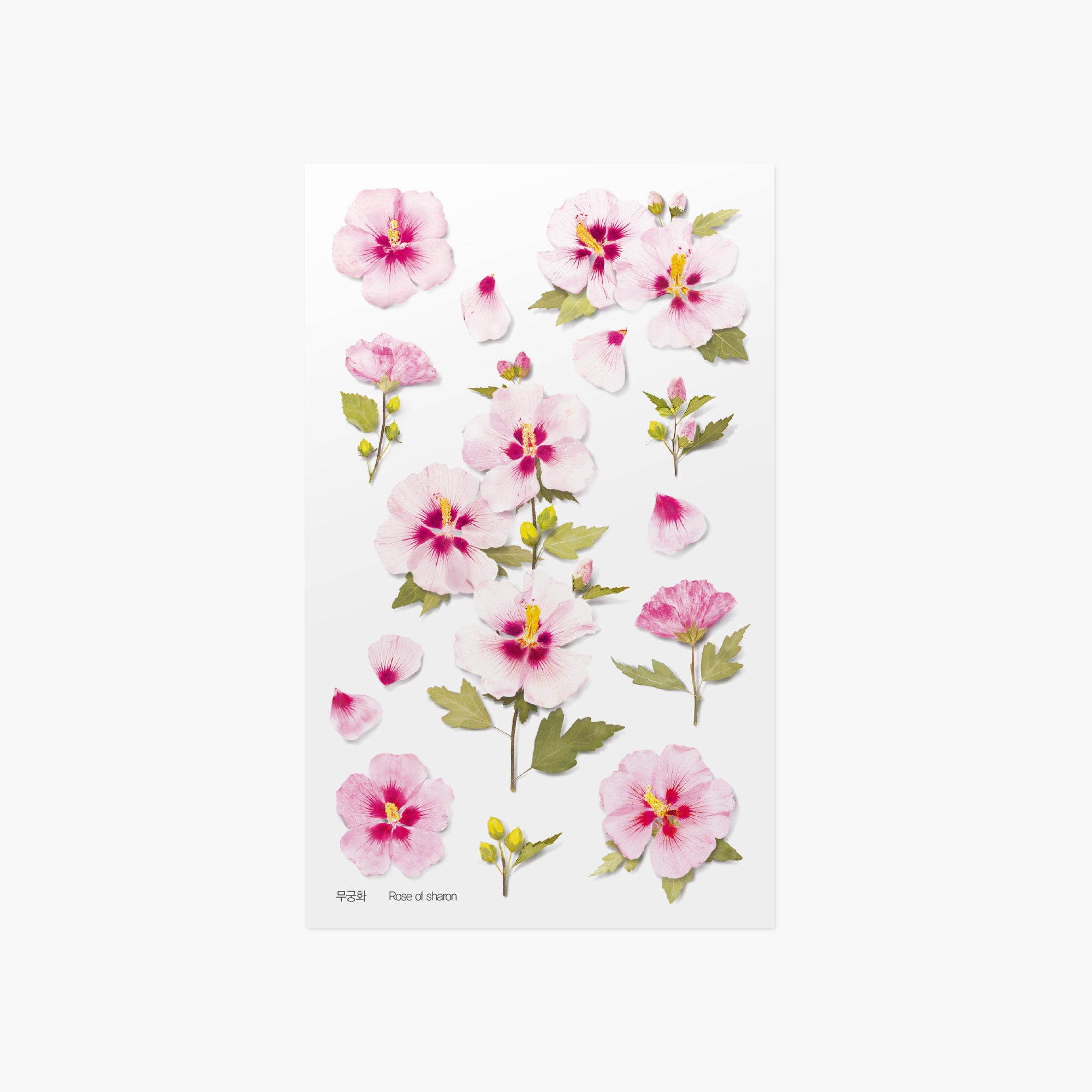 Appree Korea - Pressed Flower Stickers - Rose of Sharon
