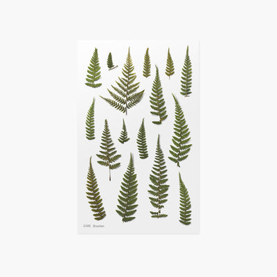 Appree Korea - Pressed Flower Stickers - Bracken