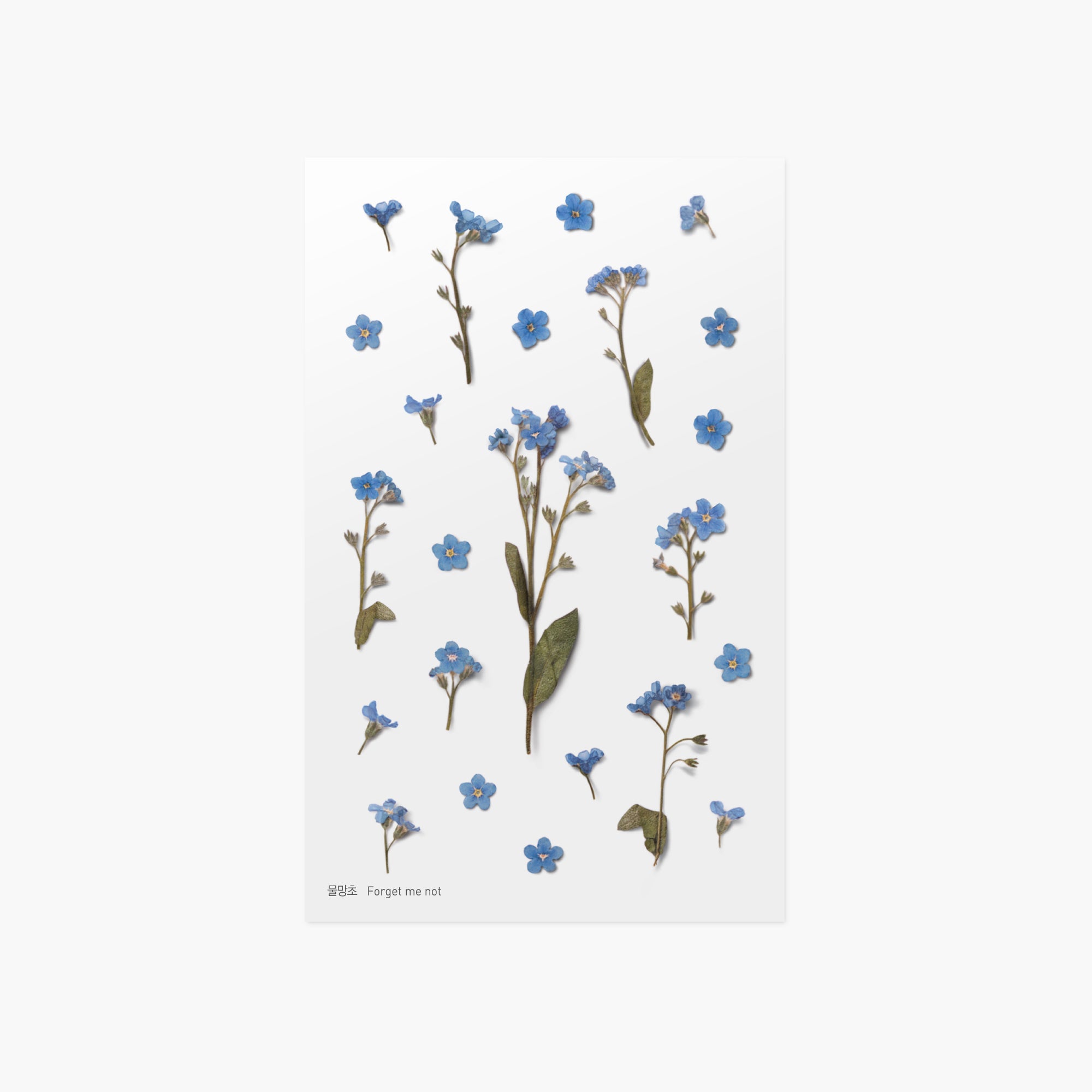 Appree Korea - Pressed Flower Stickers - Forget-me-not